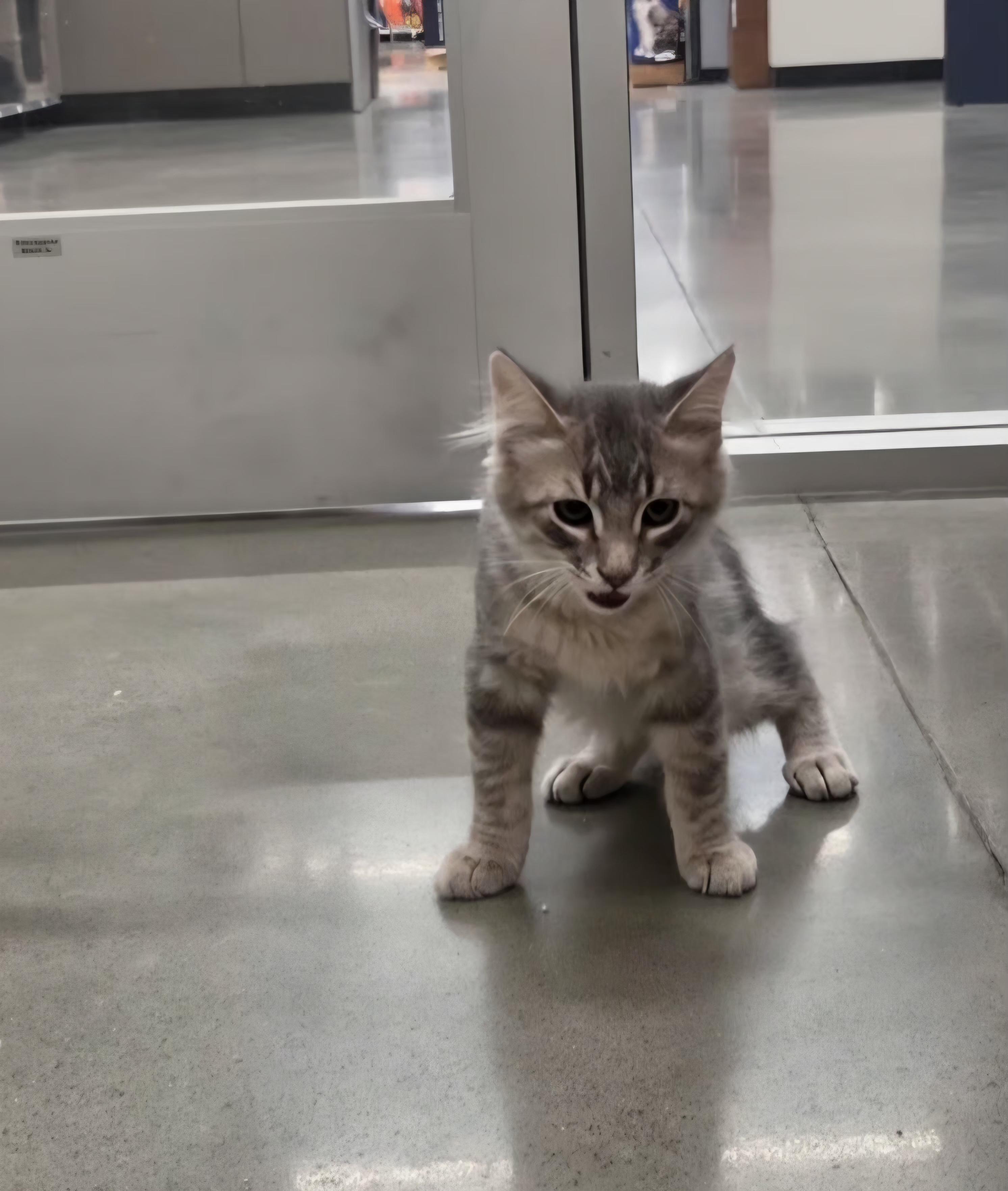 Max, an adopted Domestic Short Hair in Pocatello, ID image 3/6