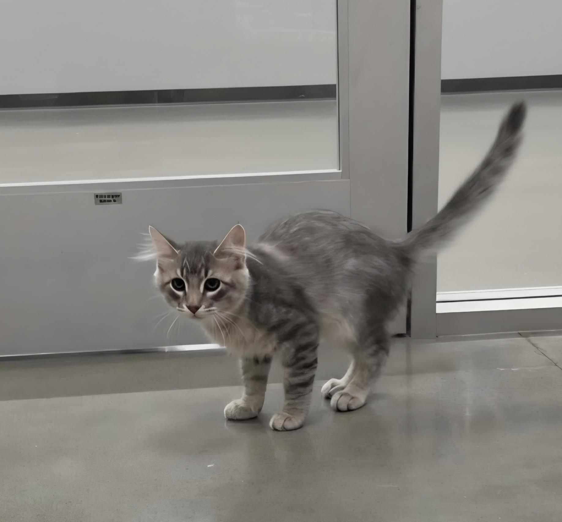 Max, an adopted Domestic Short Hair in Pocatello, ID image 4/6