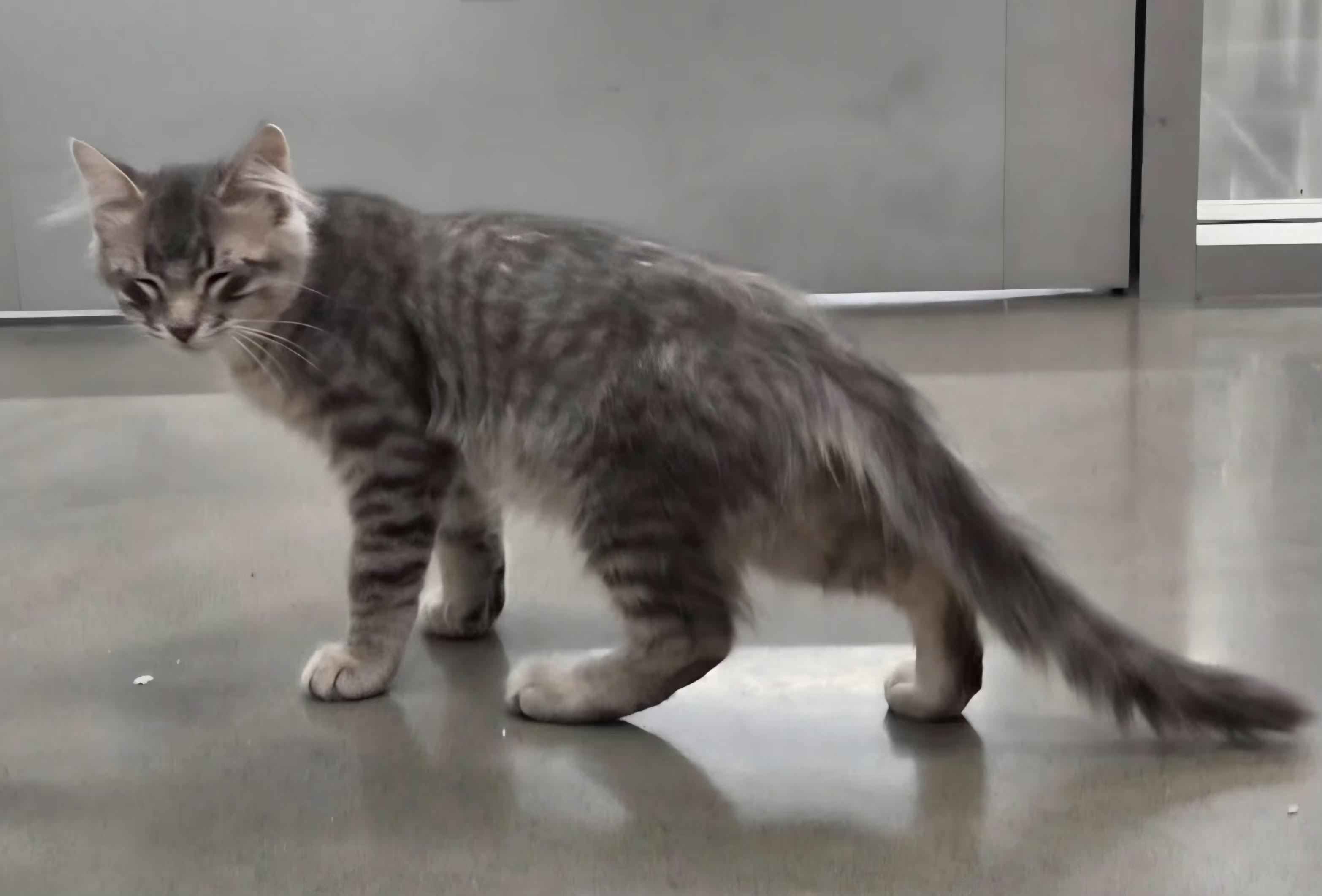 Max, an adopted Domestic Short Hair in Pocatello, ID image 6/6