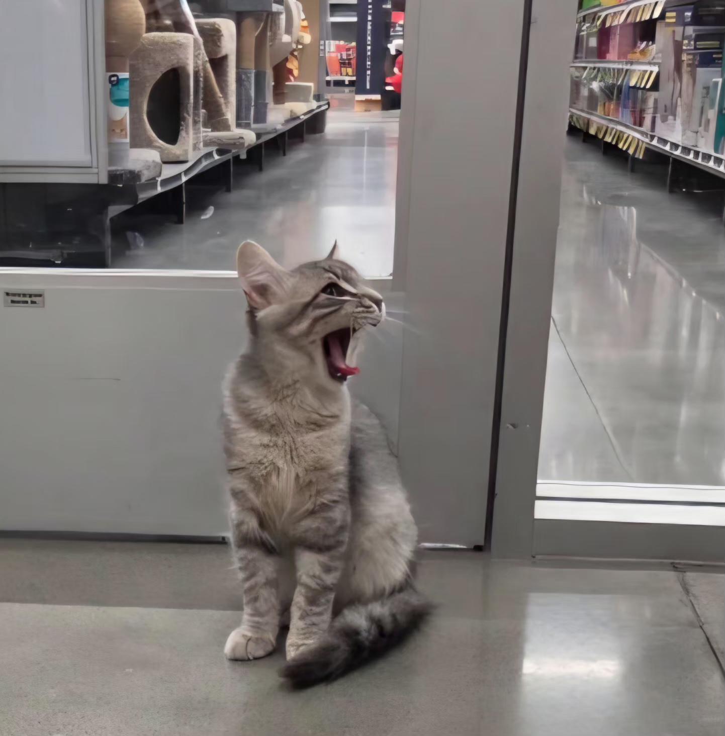 Max, an adopted Domestic Short Hair in Pocatello, ID image 2/6