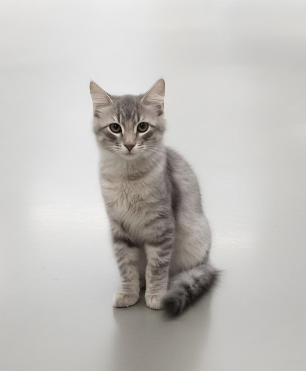 Max, an adopted Domestic Short Hair in Pocatello, ID image 5/6