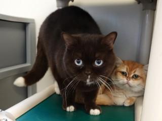 Boo, an adoptable British Shorthair in Anaconda, MT, 59711 | Photo Image 2