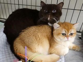 Boo, an adoptable British Shorthair in Anaconda, MT, 59711 | Photo Image 6