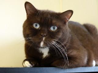 Boo, an adoptable British Shorthair in Anaconda, MT, 59711 | Photo Image 1