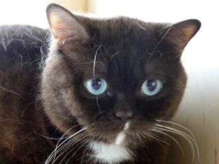 Boo, an adoptable British Shorthair in Anaconda, MT, 59711 | Photo Image 4