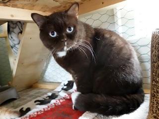 Boo, an adoptable British Shorthair in Anaconda, MT, 59711 | Photo Image 5