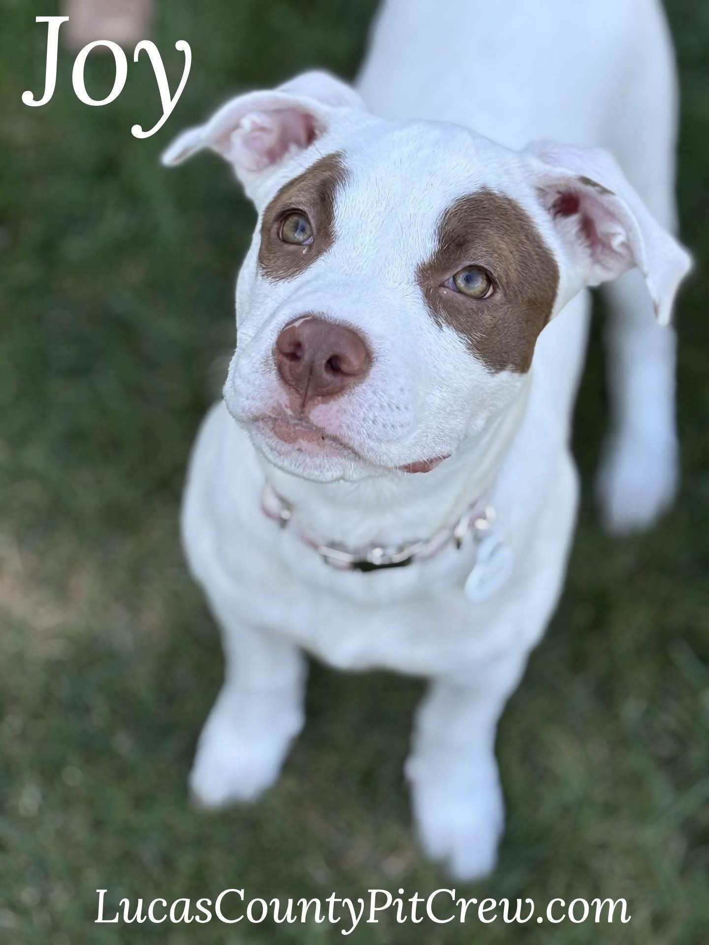 Joy, ADOPTABLE, Young Female American Staffordshire Terrier & Pit Bull Terrier.