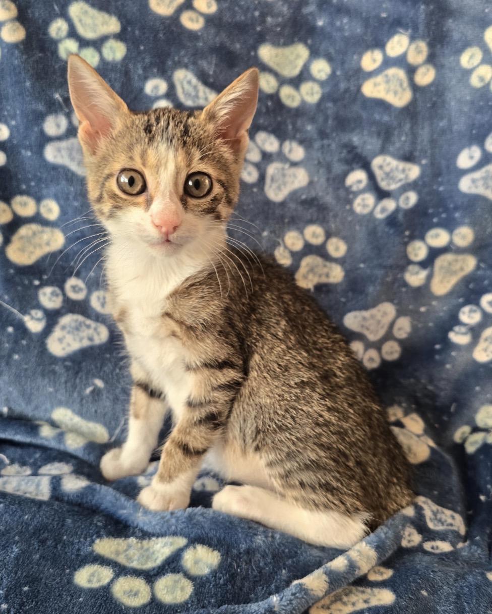 NOODLE, Adopted, Kitten Female Domestic Short Hair.