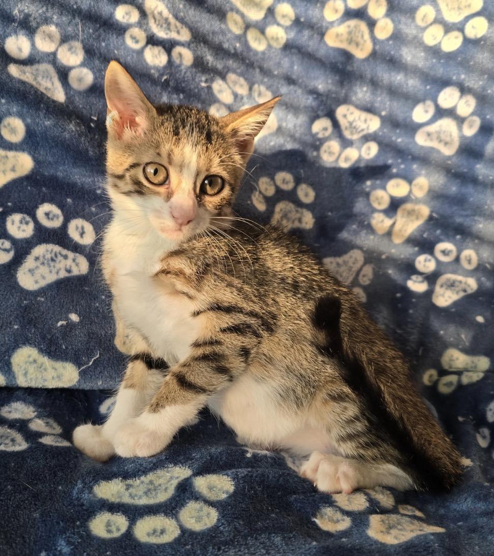 Enlarge NOODLE, a Adopted Domestic Short Hair in Spotswood, NJ image 3/6