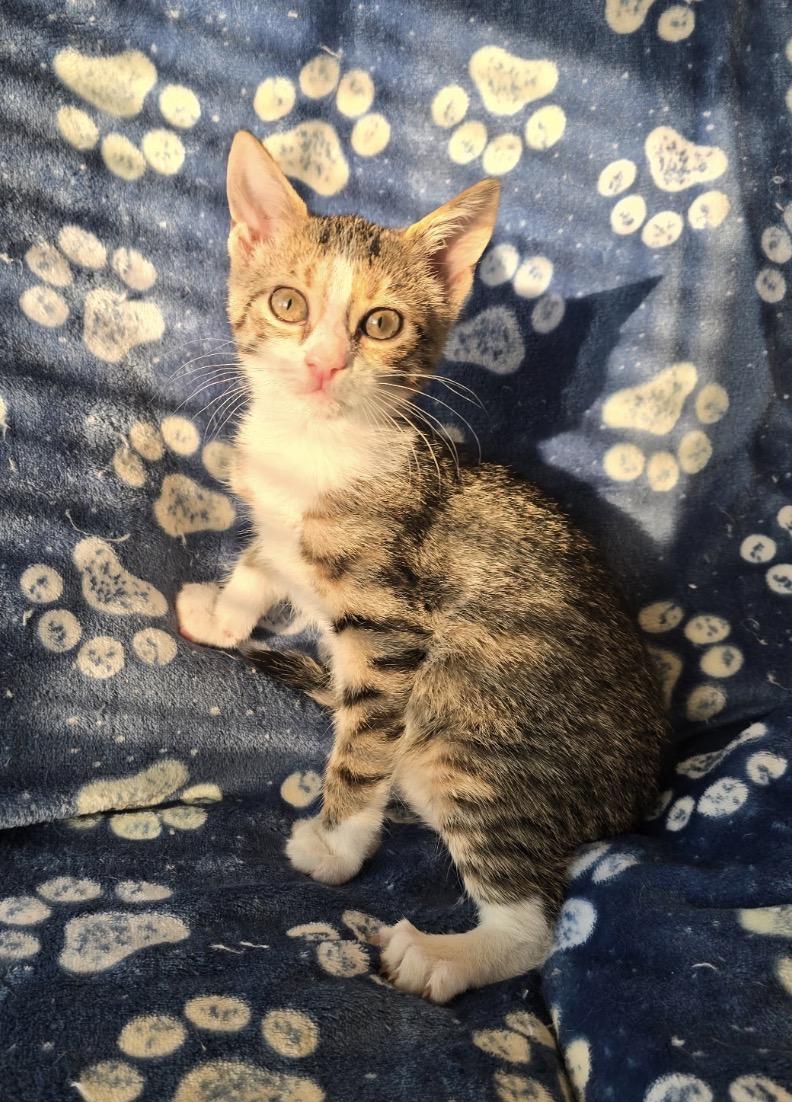 Enlarge NOODLE, a Adopted Domestic Short Hair in Spotswood, NJ image 4/6