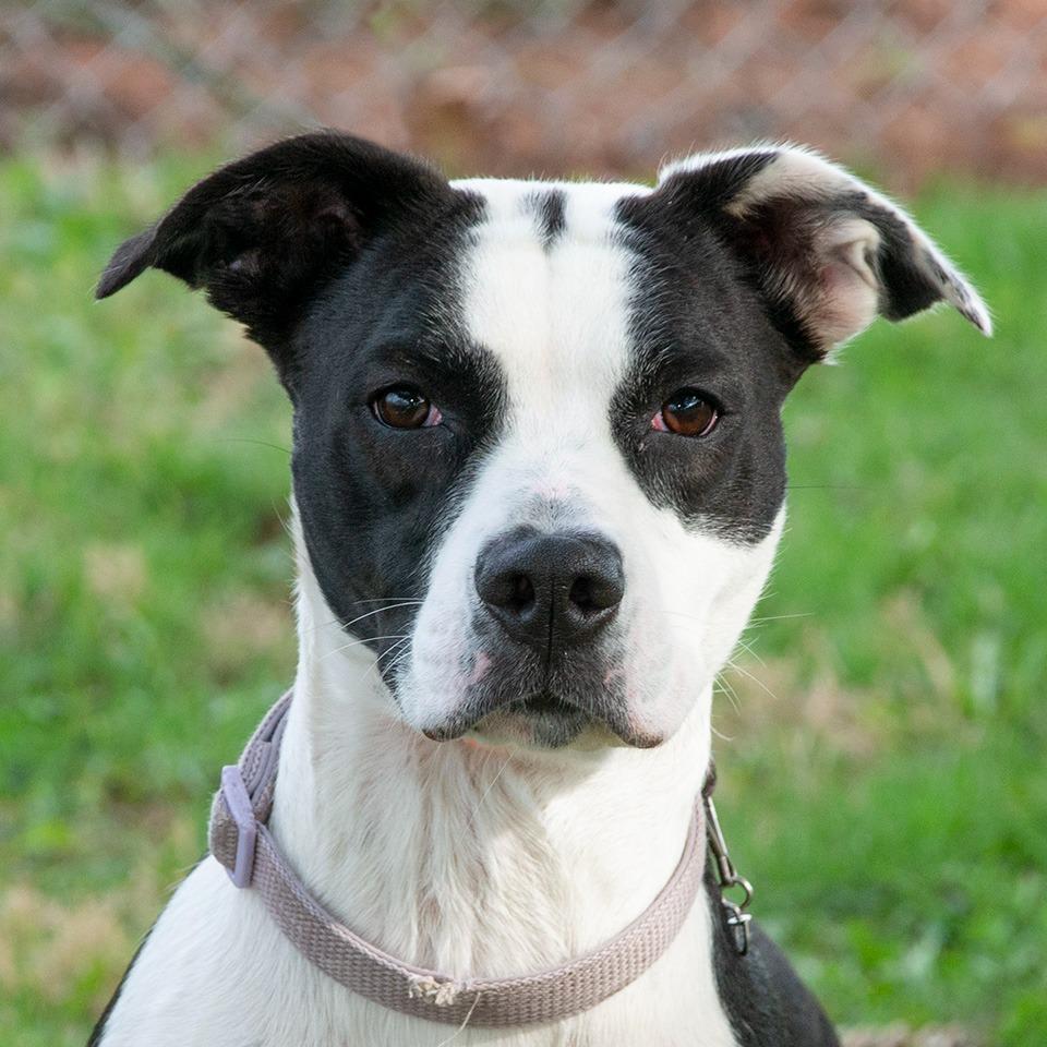 Enlarge Nessie, a Adoptable Pit Bull Terrier in Troy, OH image 1/3
