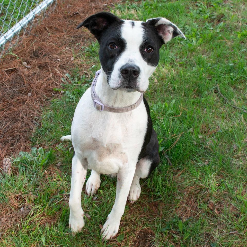Enlarge Nessie, a Adoptable Pit Bull Terrier in Troy, OH image 2/3