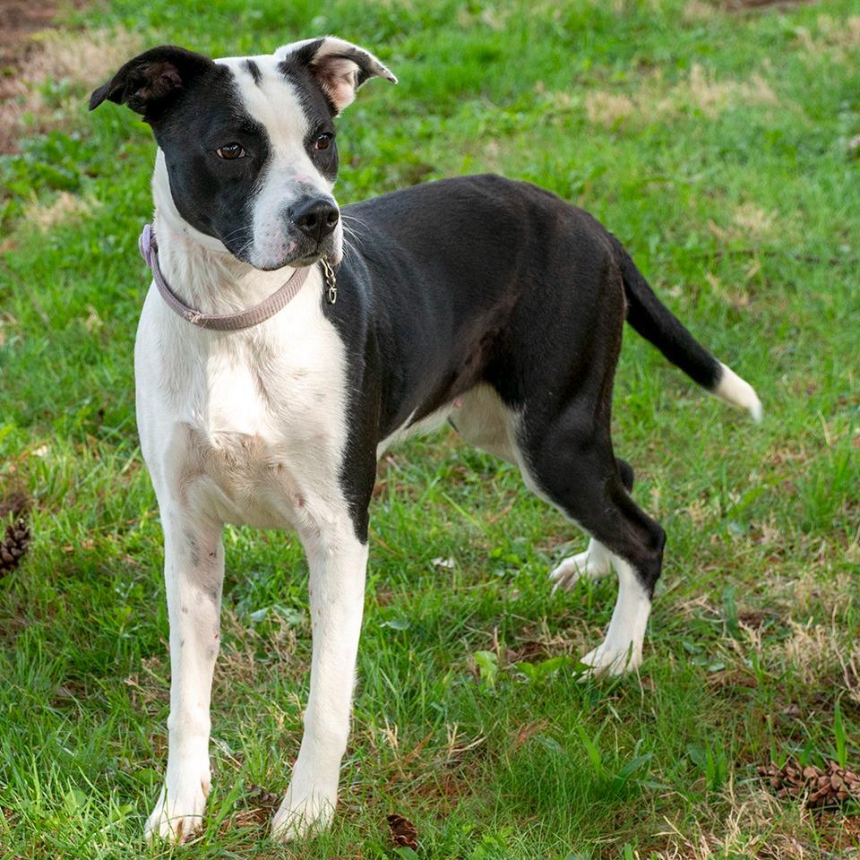Enlarge Nessie, a Adoptable Pit Bull Terrier in Troy, OH image 3/3