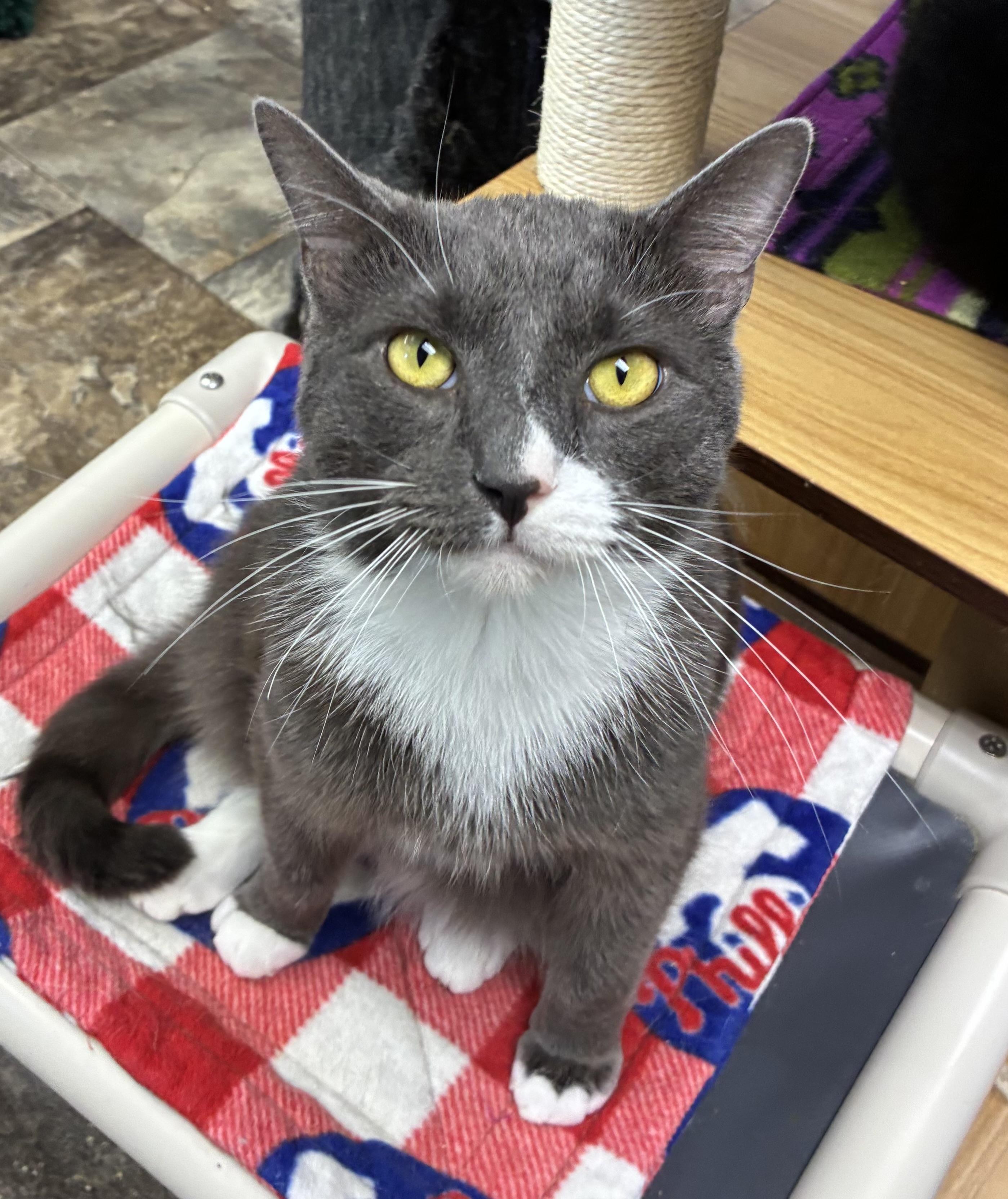 Kipper, adopted, Adult Male Domestic Short Hair.