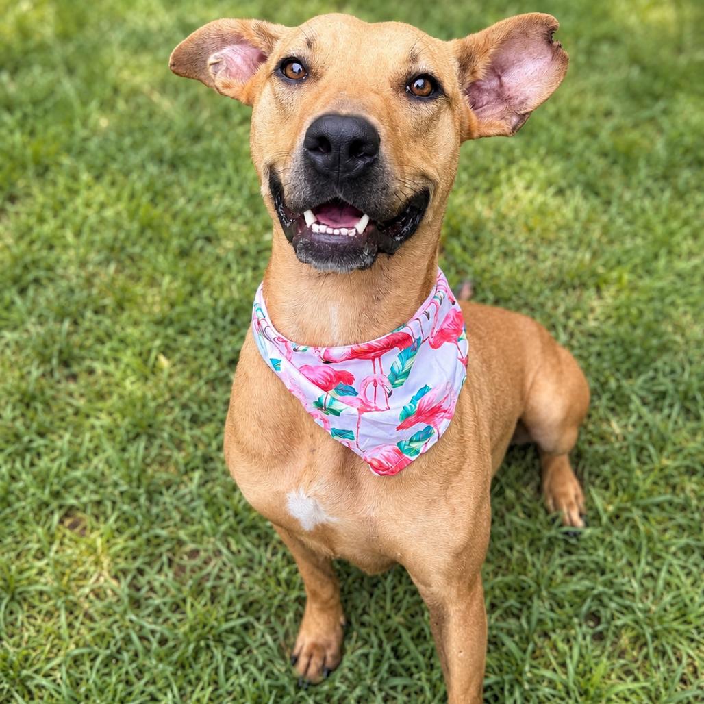 Sweetheart, Adoptable, Adult Female Pit Bull Terrier & Mixed Breed.