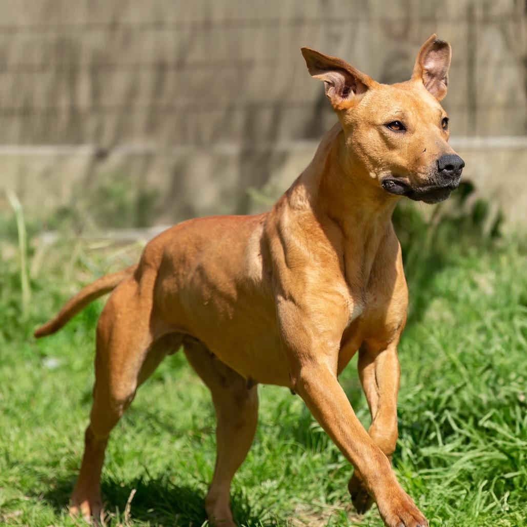 Sweetheart, Adoptable, Adult Female Pit Bull Terrier & Mixed Breed.
