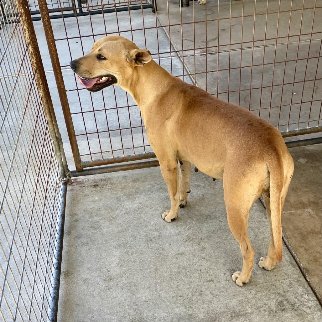 Enlarge Sweetheart, a Adoptable mixed breed in Livingston, TX image 1/6