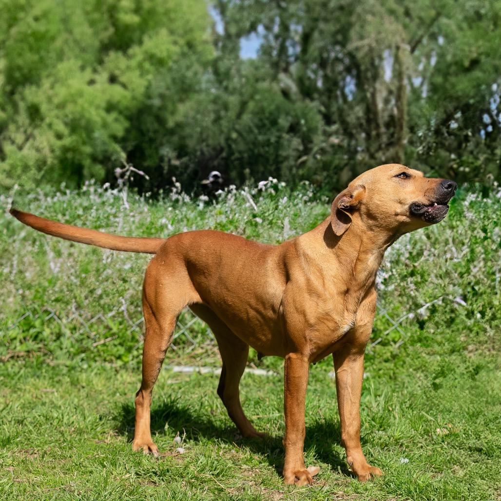 Sweetheart, Adoptable, Adult Female Pit Bull Terrier & Mixed Breed.