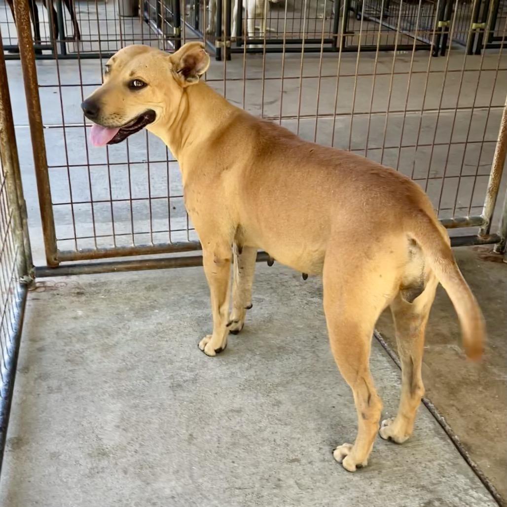 Enlarge Sweetheart, a Adoptable mixed breed in Livingston, TX image 2/6