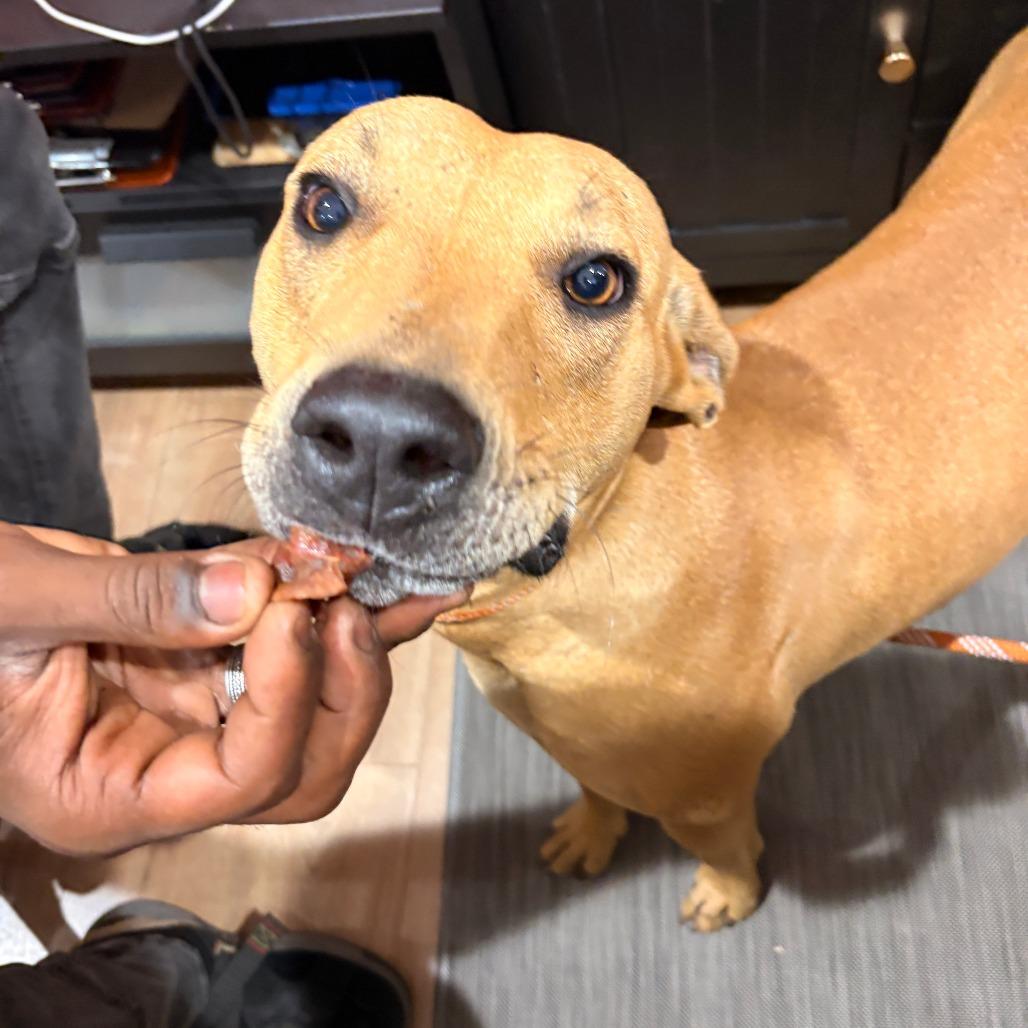 Enlarge Sweetheart, a Adoptable mixed breed in Livingston, TX image 3/6