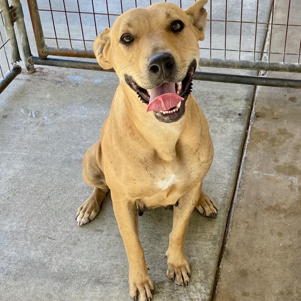 Enlarge Sweetheart, a Adoptable mixed breed in Livingston, TX image 4/6