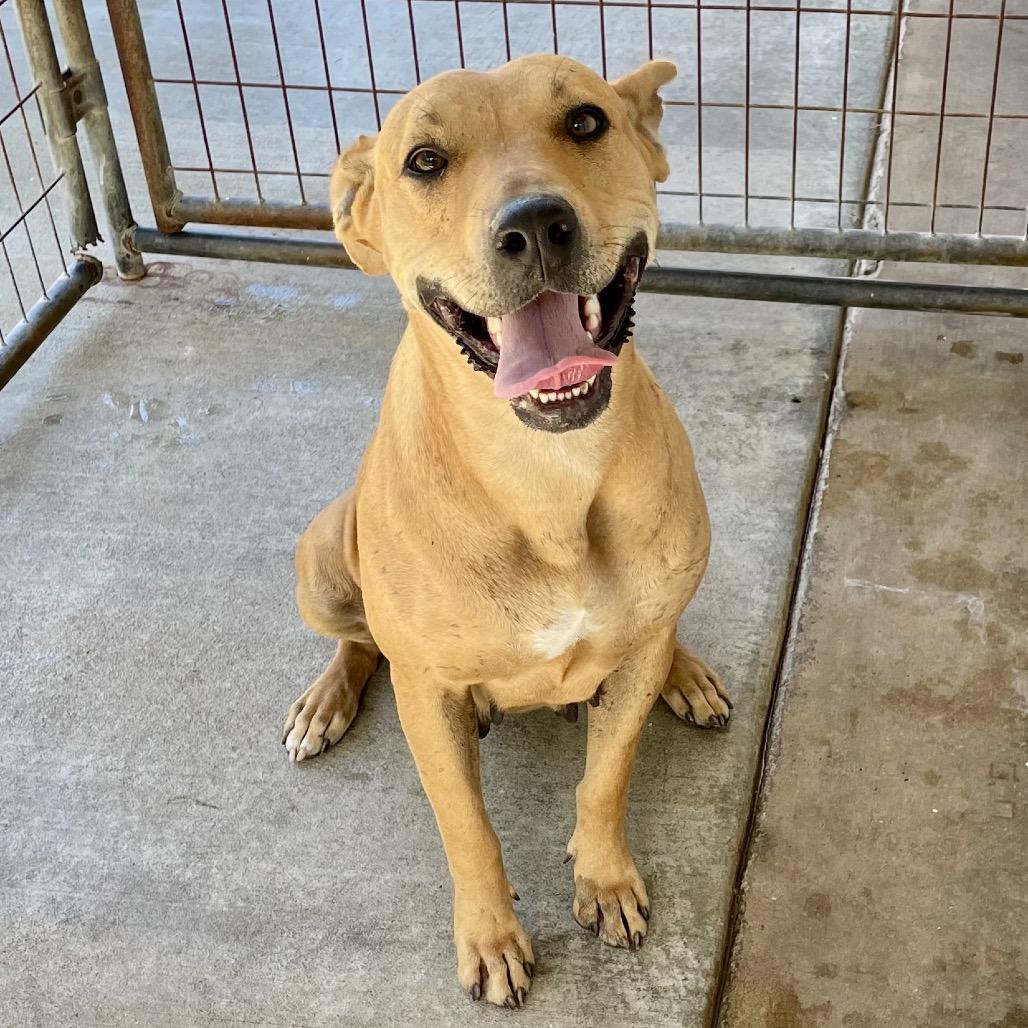 Enlarge Sweetheart, a Adoptable mixed breed in Livingston, TX image 5/6