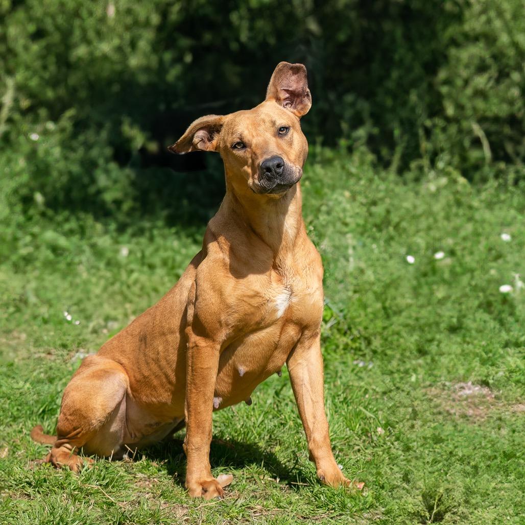 Enlarge Sweetheart, a Adoptable mixed breed in Livingston, TX image 5/6