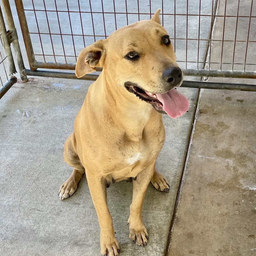 Enlarge Sweetheart, a Adoptable mixed breed in Livingston, TX image 6/6