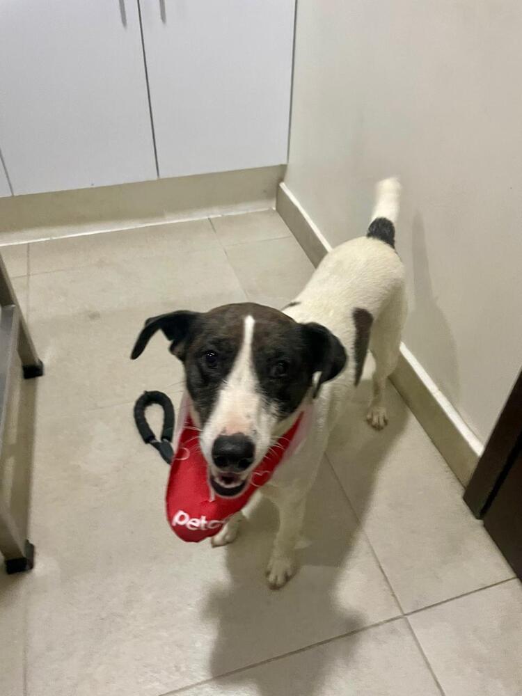 Manchitas, Adoptable, Young Female Hound.