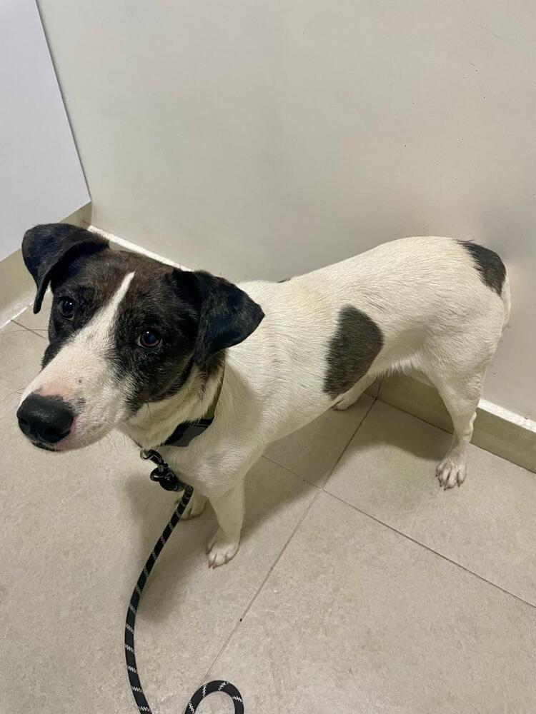 Enlarge Manchitas, a Adoptable mixed breed in Gig Harbor, WA image 2/5