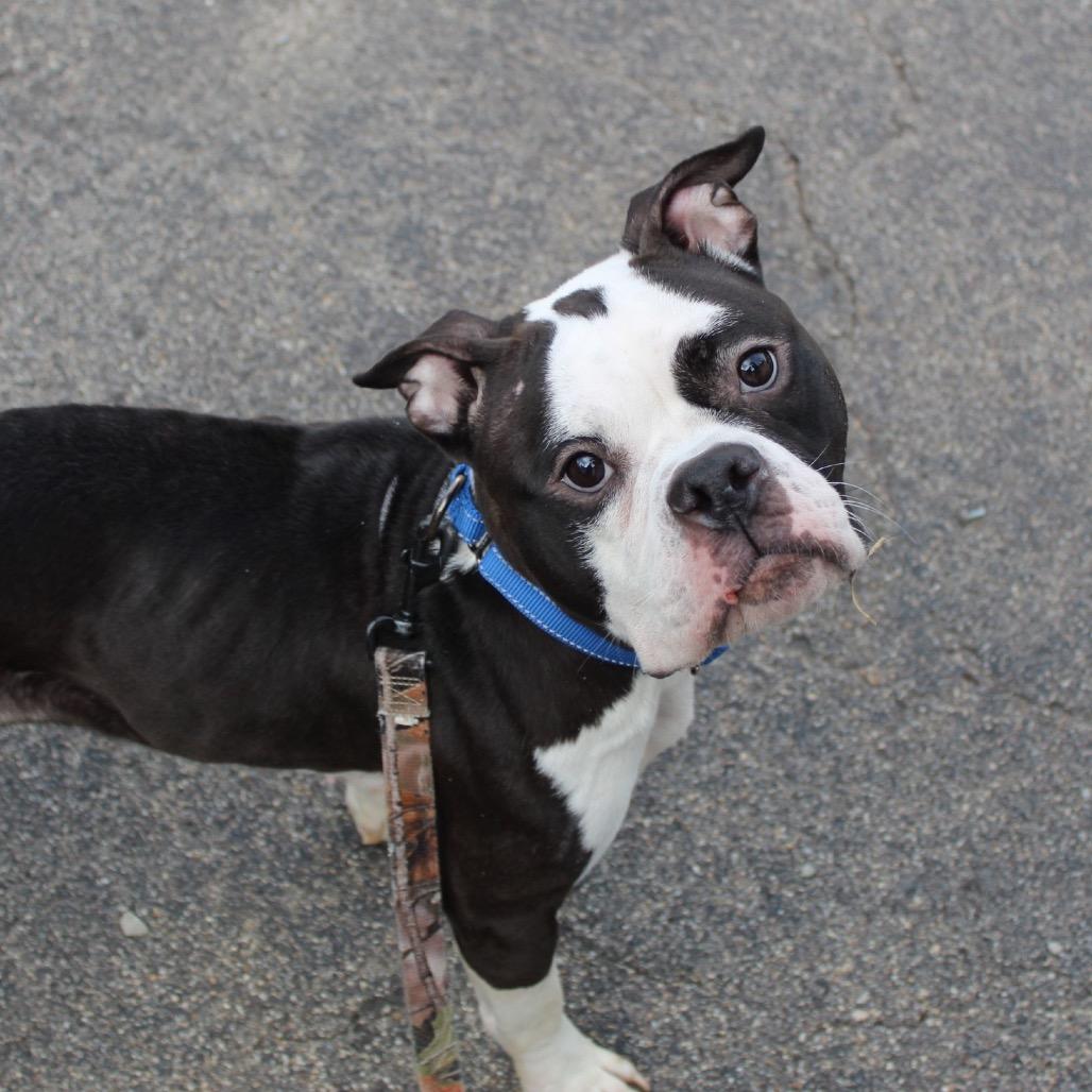 Petunia, Adoptable, Adult Female English Bulldog & Mixed Breed.