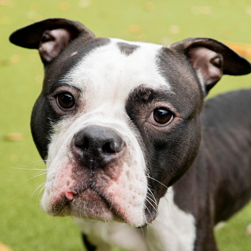 Enlarge Petunia, a Adoptable mixed breed in Providence, RI image 3/6