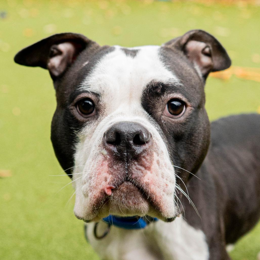 Enlarge Petunia, a Adoptable mixed breed in Providence, RI image 4/6