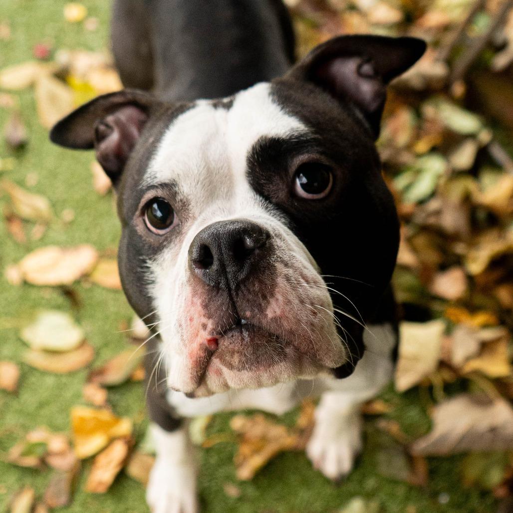 Enlarge Petunia, a Adoptable mixed breed in Providence, RI image 5/6