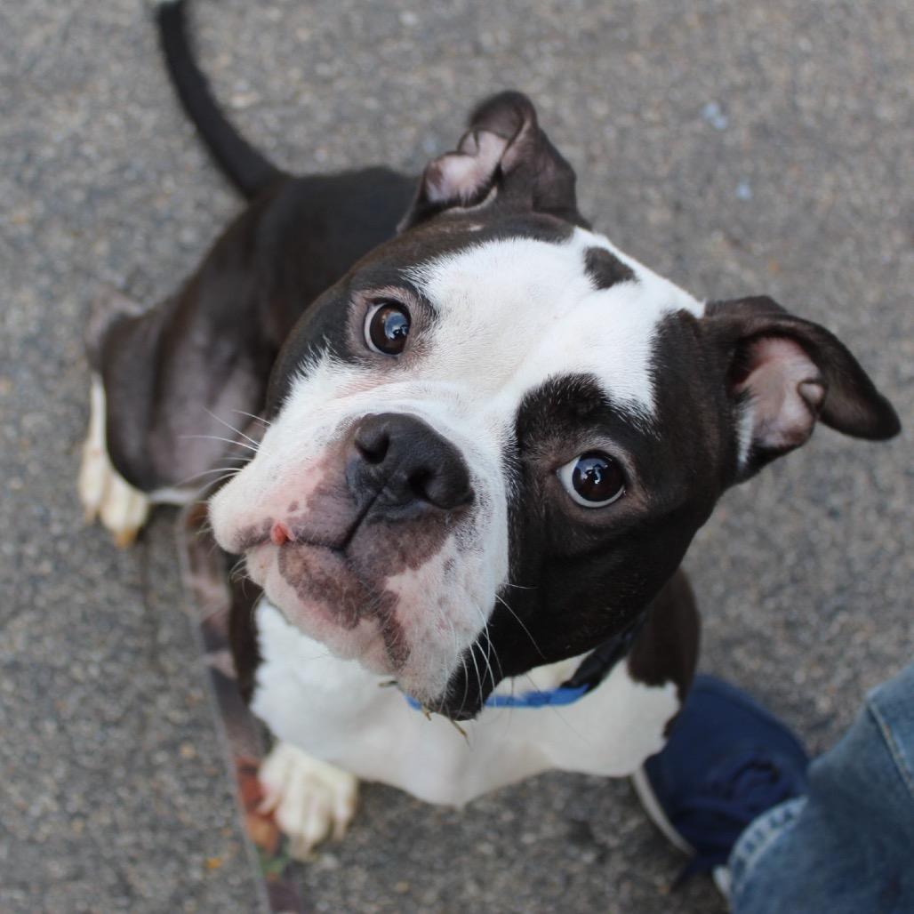 Enlarge Petunia, a Adoptable mixed breed in Providence, RI image 6/6