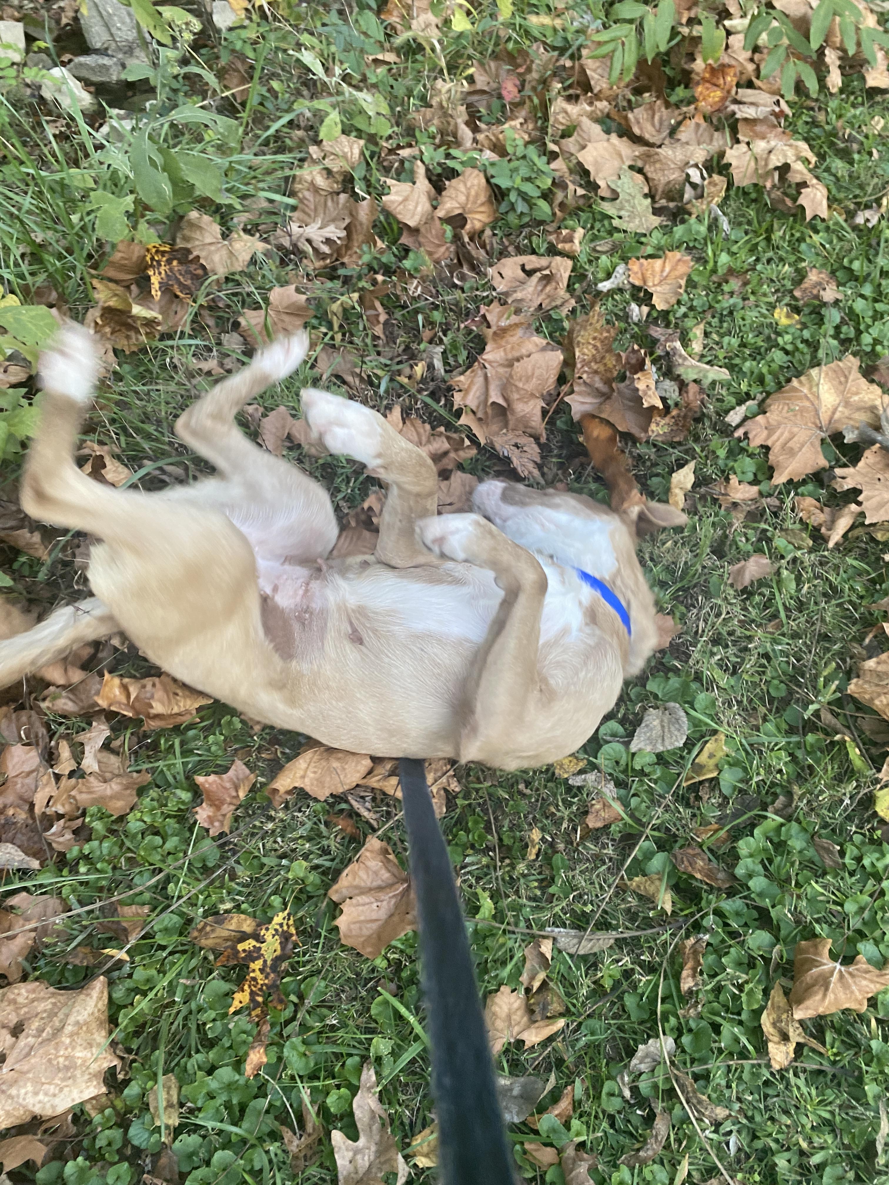 Sissy (Glades Road Momma), Adoptable, Adult Female Terrier.