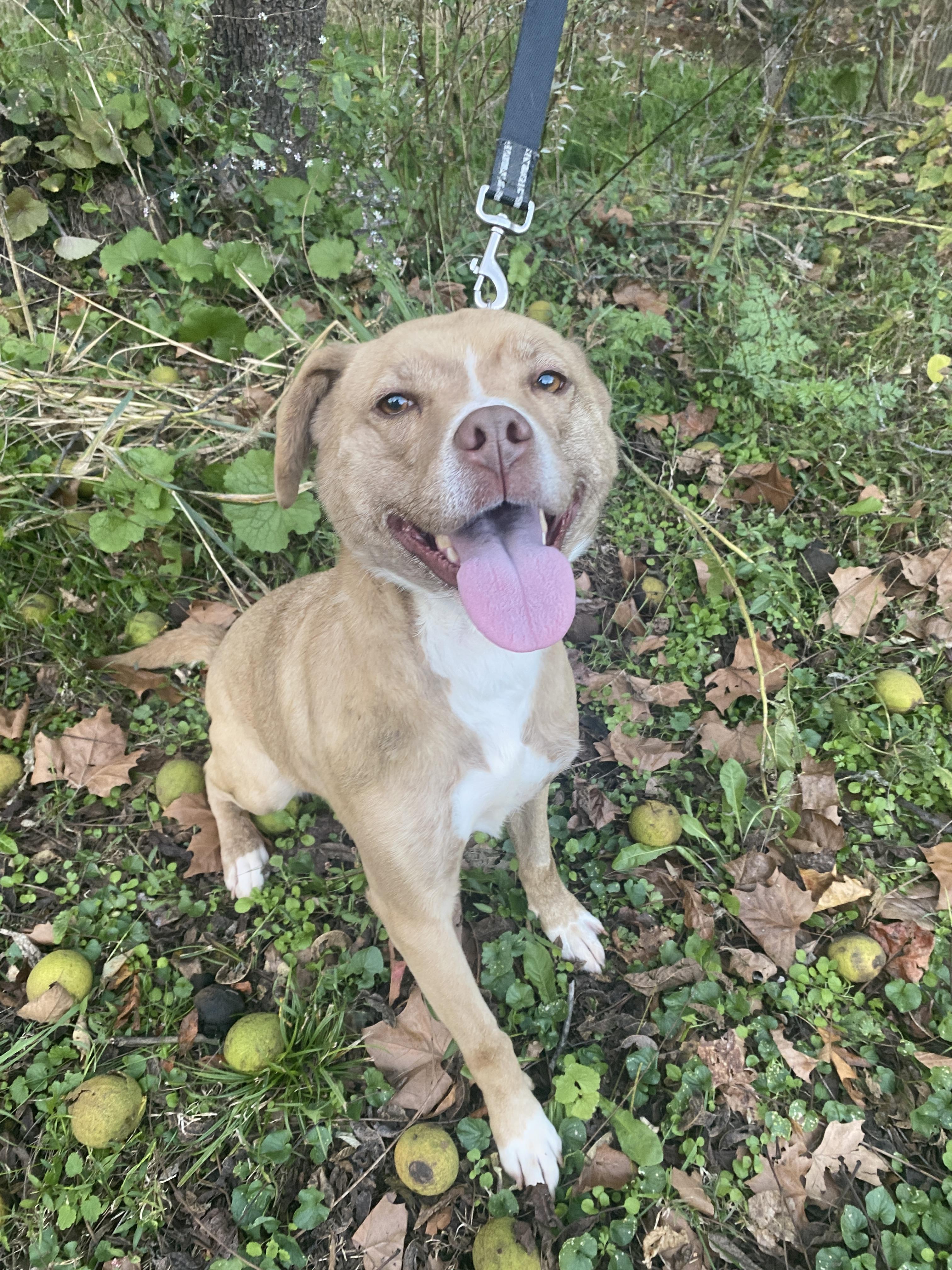 Sissy (Glades Road Momma), a Adoptable mixed breed in Lewis Center, OH image 2/6