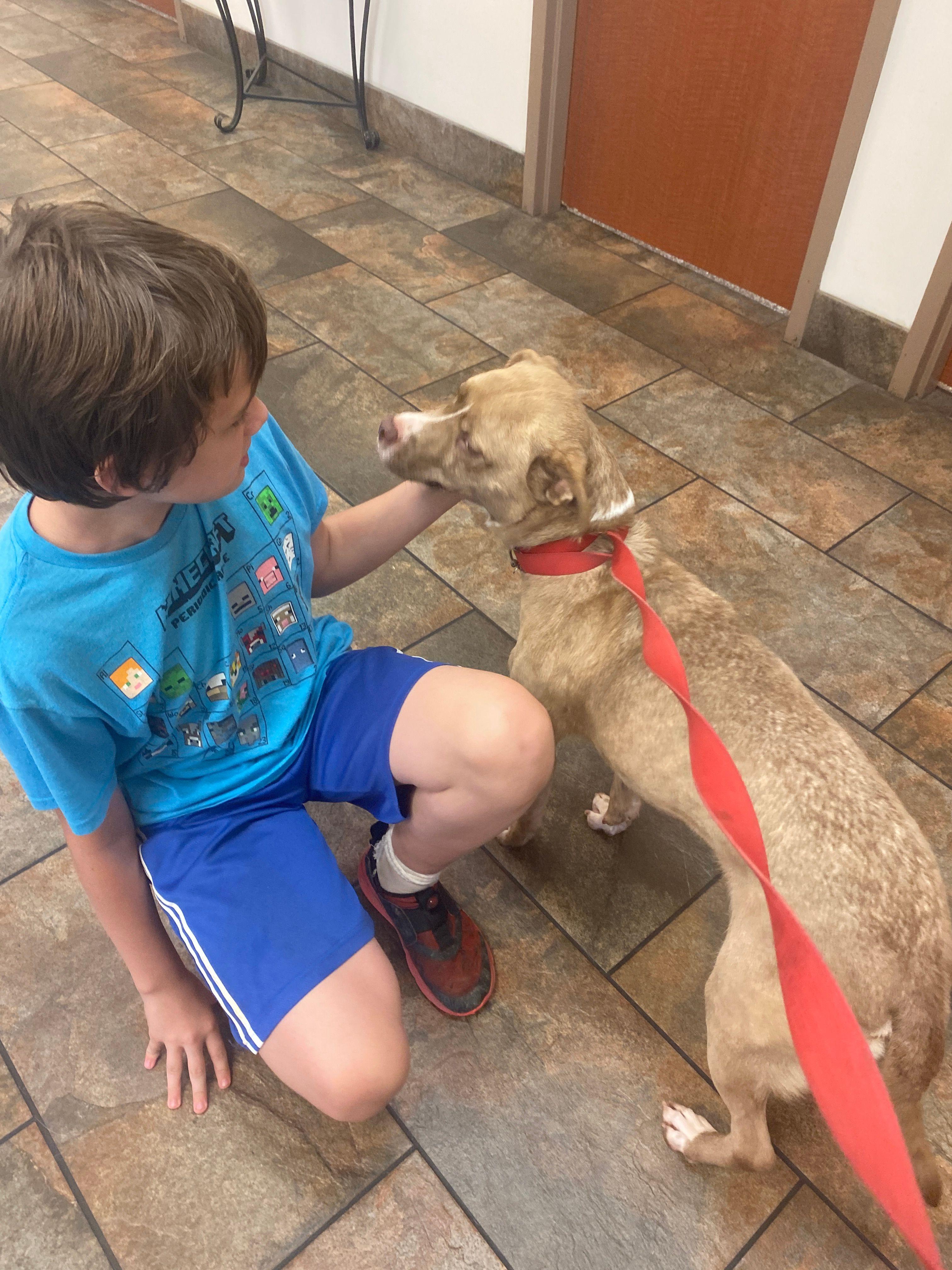 Enlarge Sissy (Glades Road Momma), a Adoptable mixed breed in Lewis Center, OH image 5/6