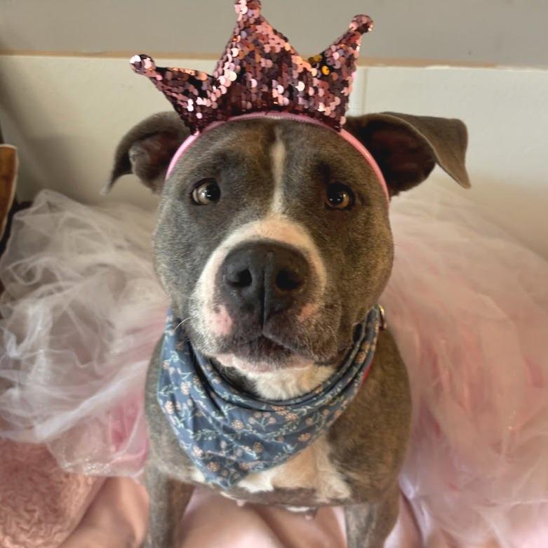 Posey, Adoptable, Young Female Terrier & Mixed Breed.