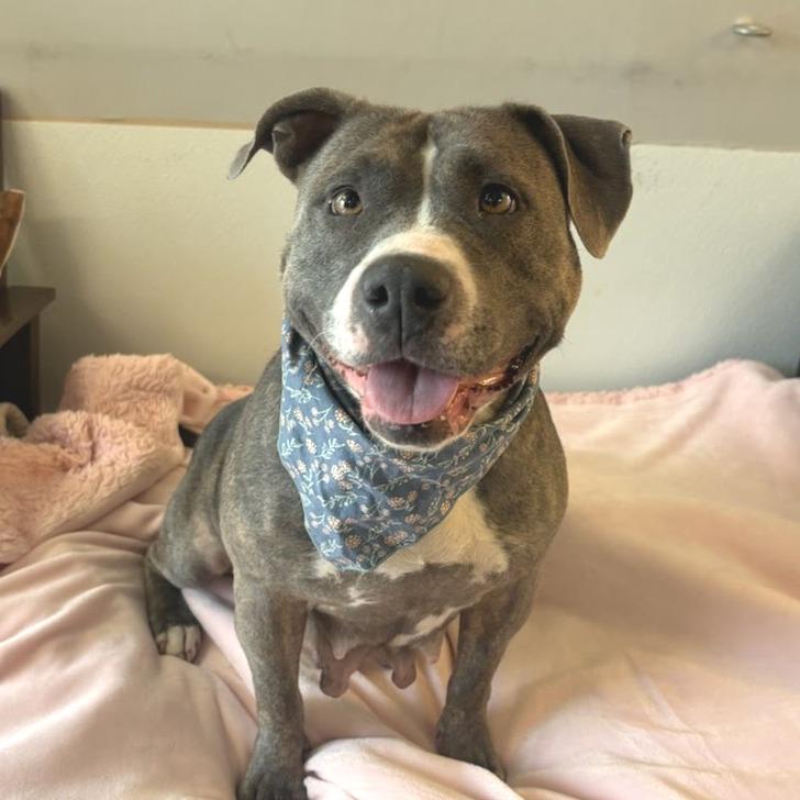 Enlarge Posey, a Adoptable mixed breed in Belleville, IL image 2/4