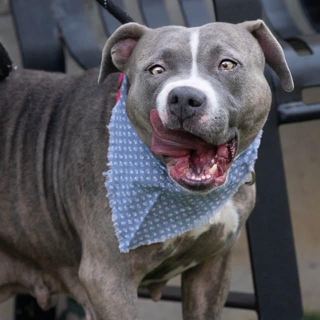 Enlarge Posey, a Adoptable mixed breed in Belleville, IL image 3/4