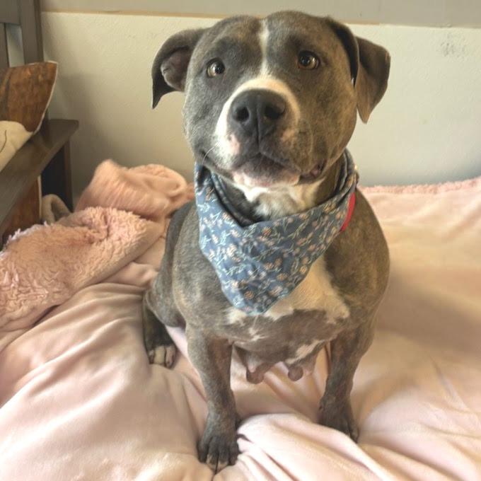 Enlarge Posey, a Adoptable mixed breed in Belleville, IL image 4/4