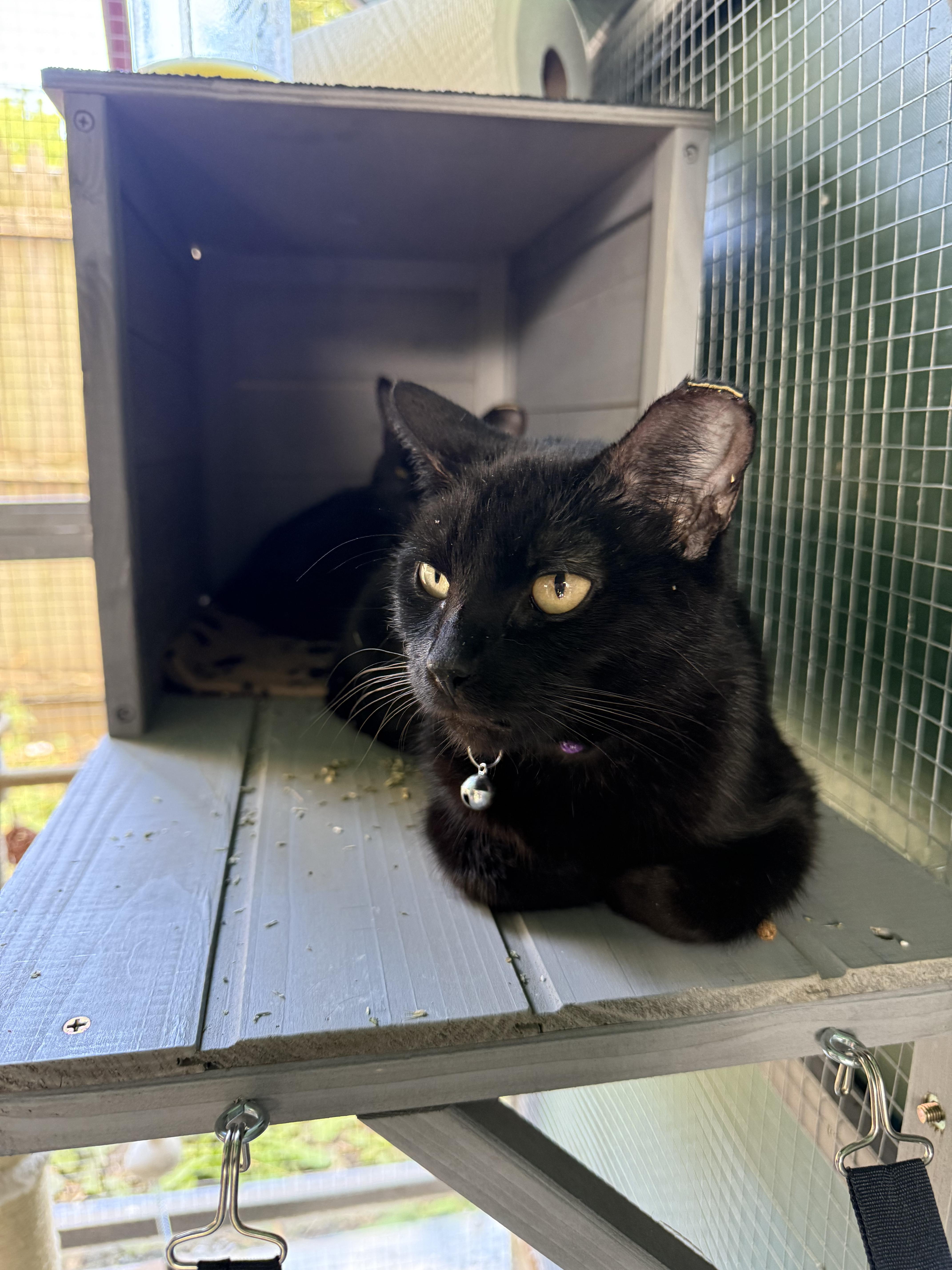 Sweets!, Adoptable, Adult Female American Shorthair.