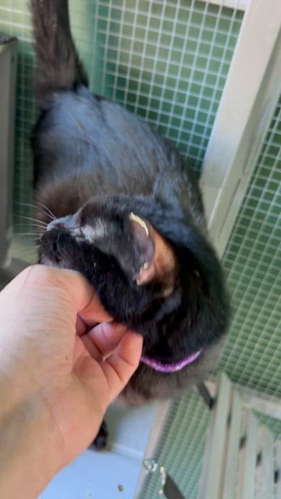 Enlarge Sweets!, a Adoptable American Shorthair in Elmira, NY video 3/3