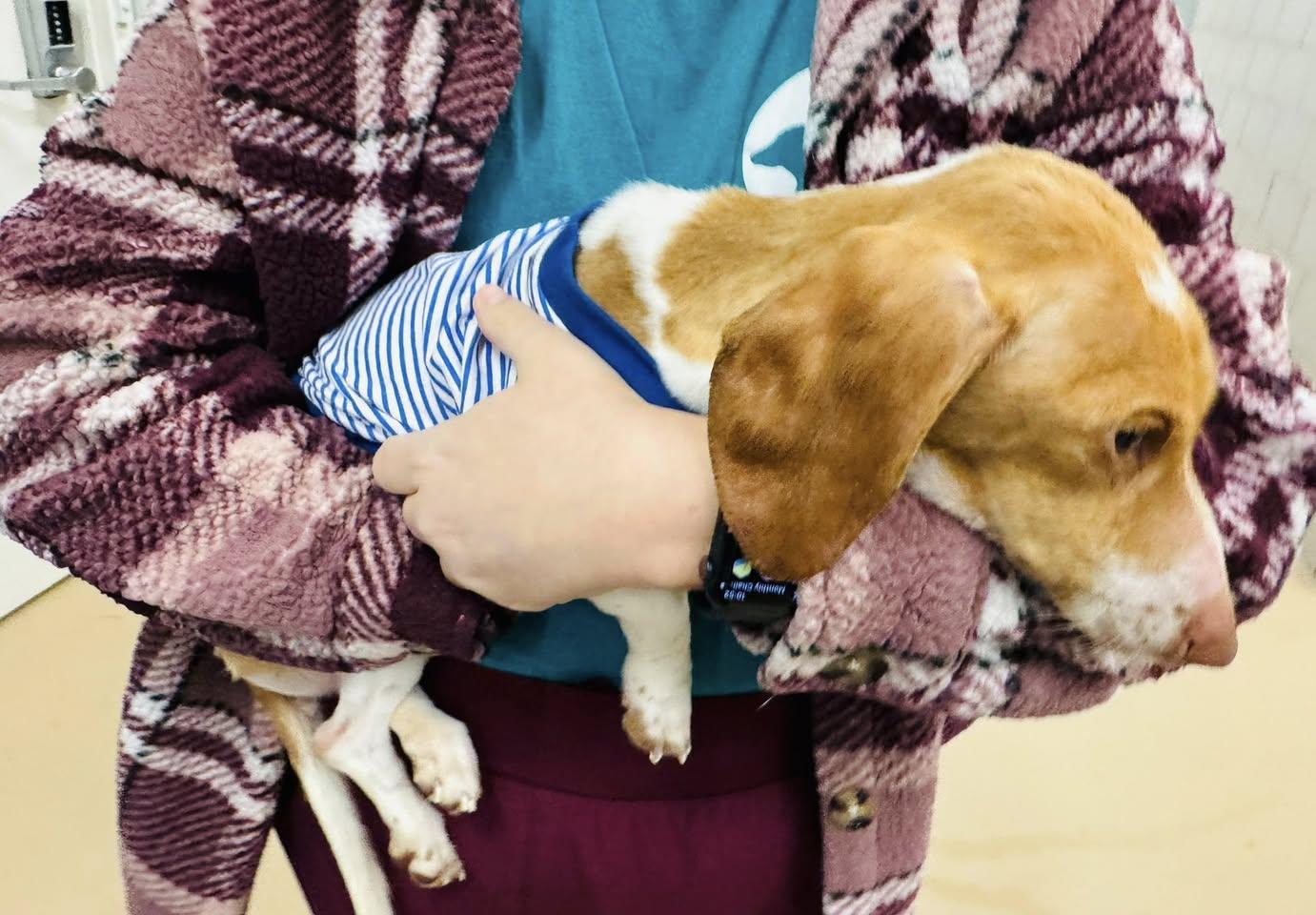 Corazon "Cora" {COMING SOON}, a Adoptable Dachshund in Nashville, TN image 1/3