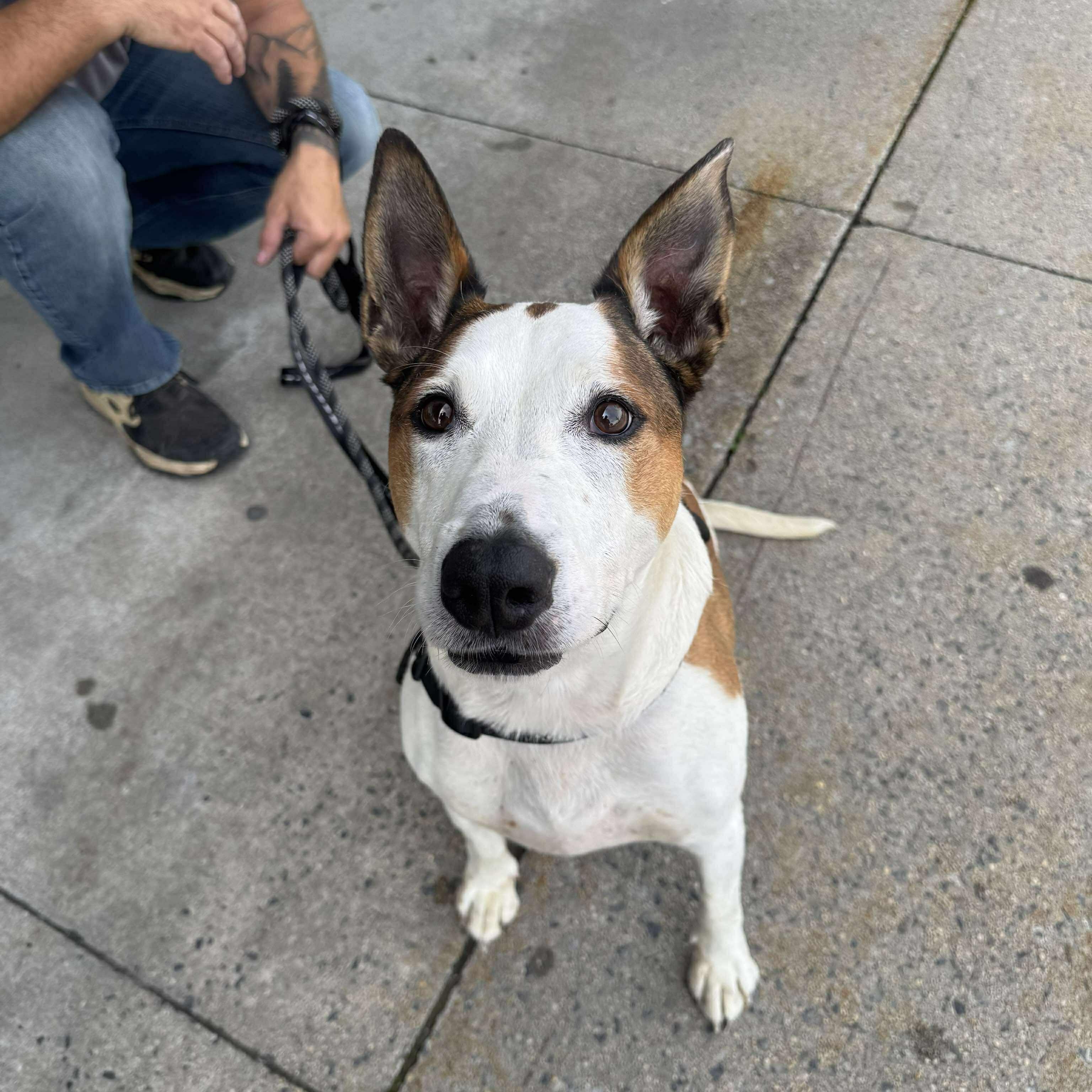 Acoyee, Adoptable, Adult Male Mixed Breed & Bull Terrier.