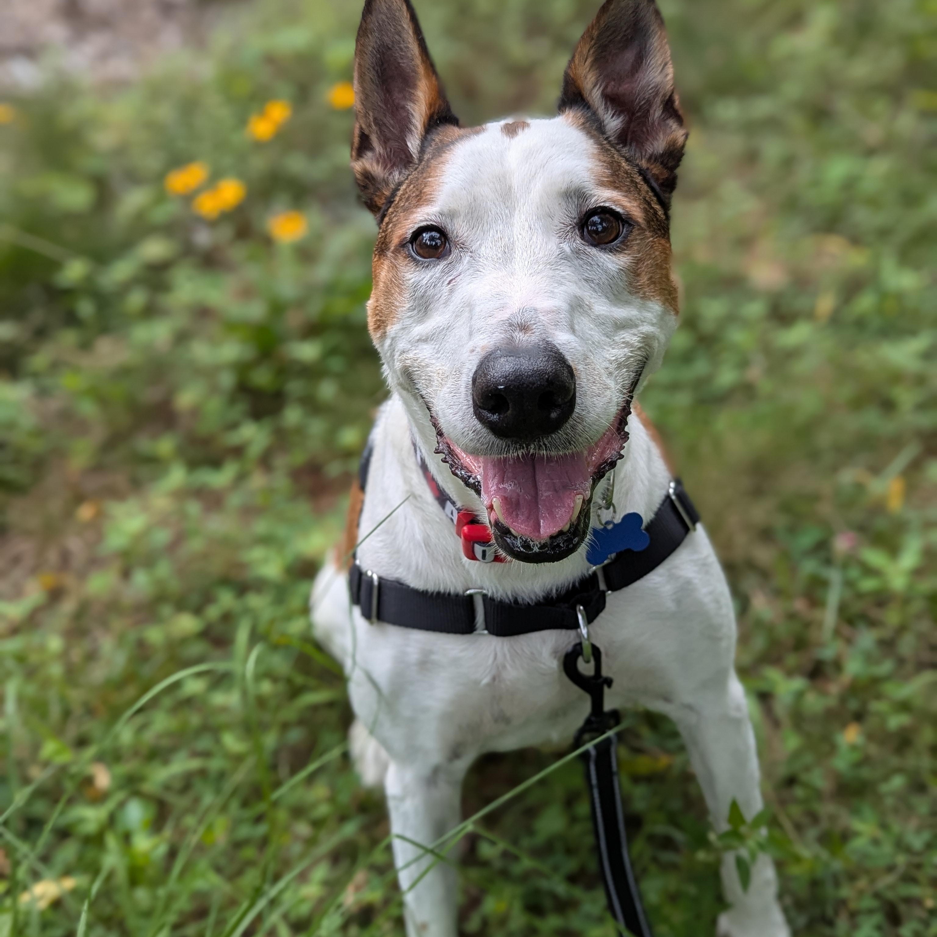 Acoyee, a Adoptable mixed breed in Potomac, MD image 2/5