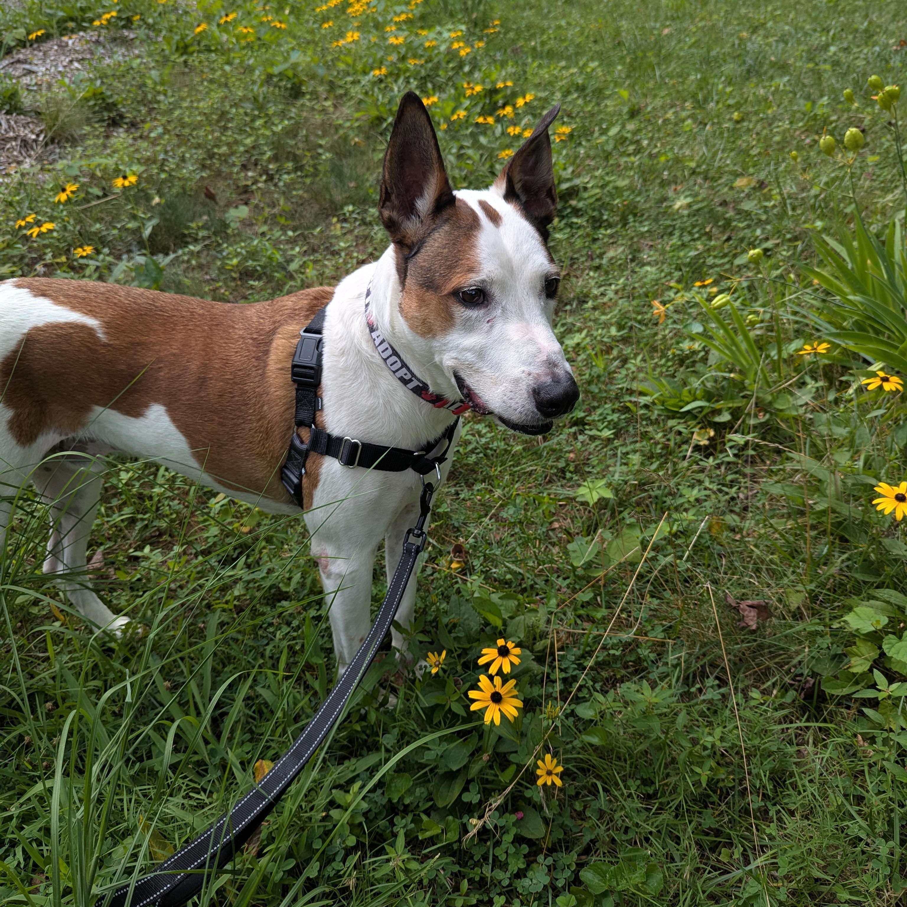 Acoyee, a Adoptable mixed breed in Potomac, MD image 3/5
