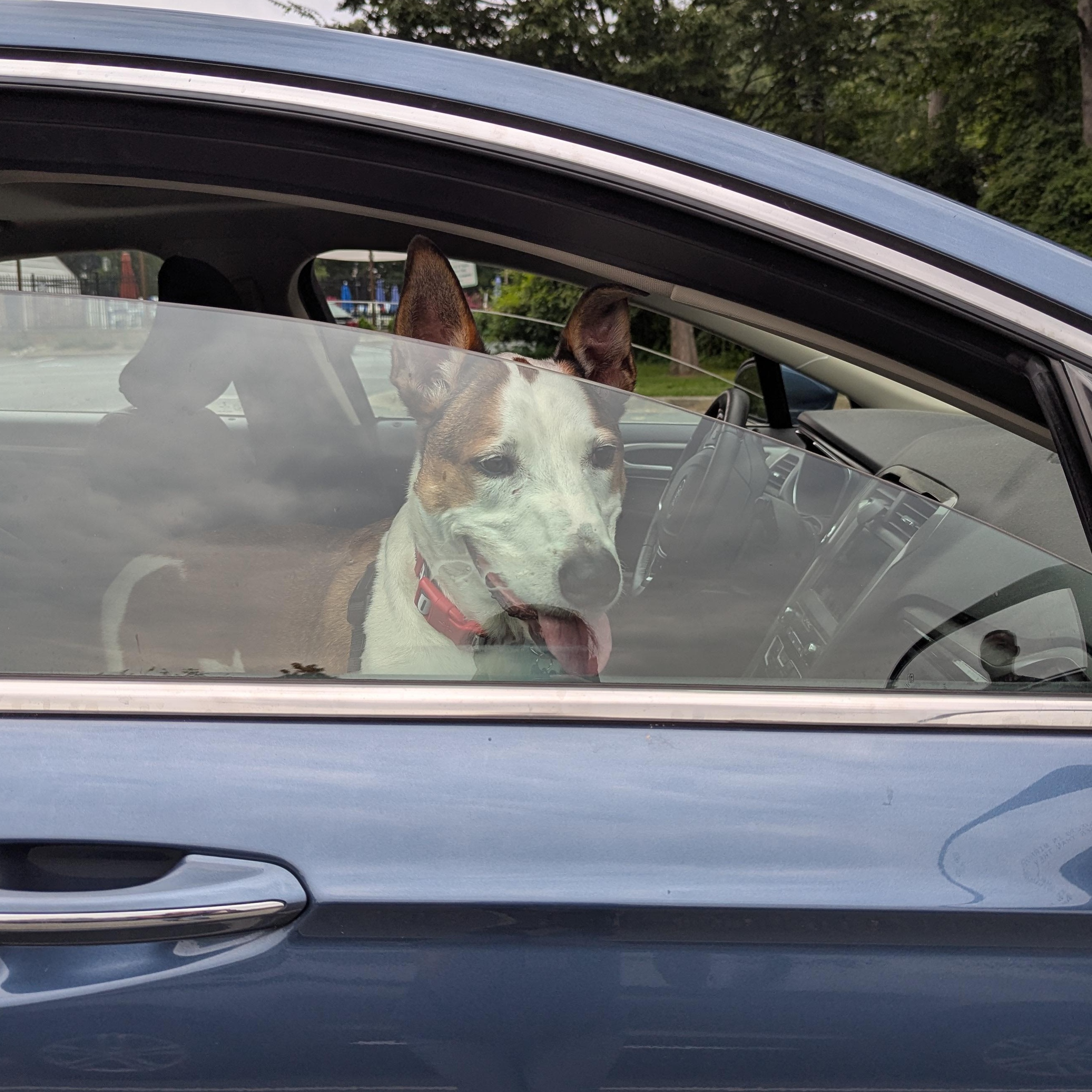 Acoyee, a Adoptable mixed breed in Potomac, MD image 4/5