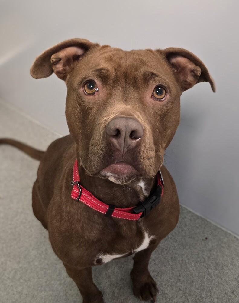 Bagel, a Adoptable mixed breed in Wellington, KS image 1/6